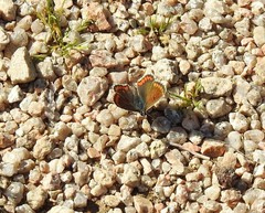 Aricia cramera