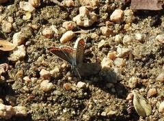 Aricia cramera