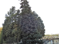 Abies pinsapo