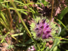 Trifolium barbigerum