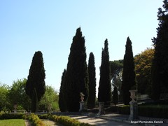 Cupressus sempervirens