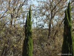 Cupressus sempervirens