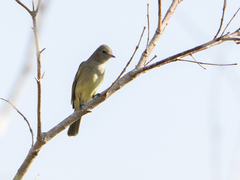 Elaenia parvirostris