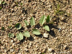 Convolvulus arvensis