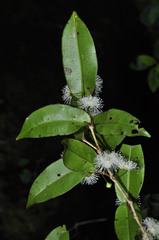 Eugenia bimarginata