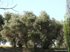 Olea europaea