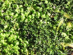 Geranium molle