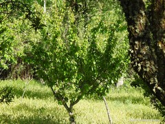 Prunus cerasus