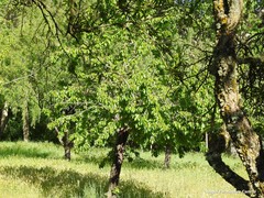 Prunus cerasus