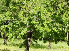 Prunus cerasus