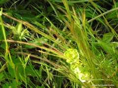 Festuca membranacea