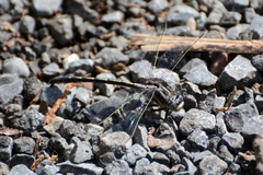 Phanogomphus spicatus
