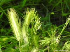 Hordeum murinum leporinum