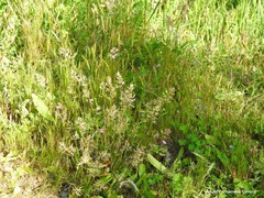 Poa bulbosa