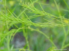 Sisymbrium austriacum