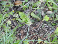 Valerianella coronata