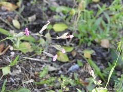 Silene colorata