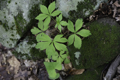 Anemonoides quinquefolia