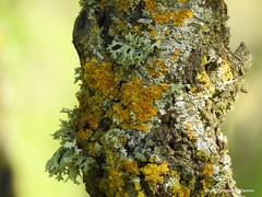 Xanthoria parietina