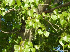 Populus × canadensis