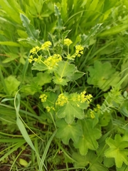 Alchemilla micans