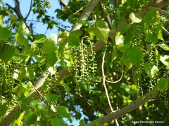 Populus × canadensis