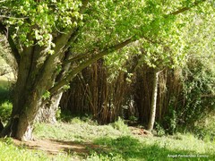 Arundo donax