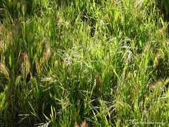 Bromus diandrus