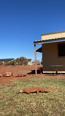 Varanus panoptes rubidus