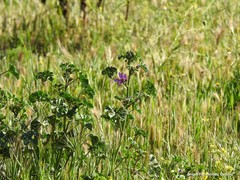 Malva sylvestris