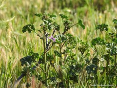 Malva sylvestris