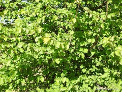 Ulmus minor