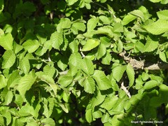 Ulmus minor