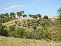 Olea europaea