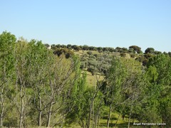 Ulmus minor