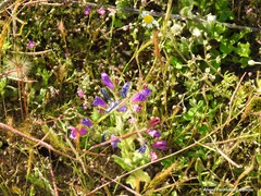 Echium plantagineum