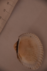 Anadara kagoshimensis