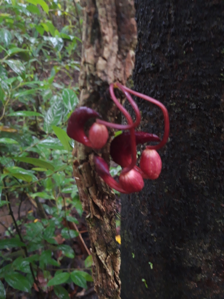 Aristolochia leuconeura; photograph keesgroenendijk, CC BY, iNaturalist via GBIF