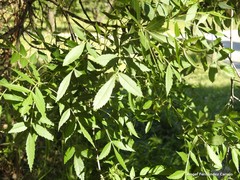Fraxinus angustifolia