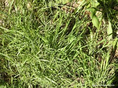 Bromus diandrus