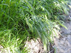 Hordeum murinum leporinum