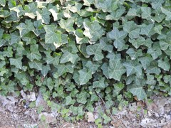 Hedera helix