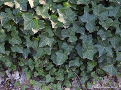 Hedera helix