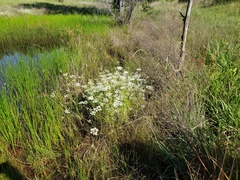 Limnosciadium pinnatum