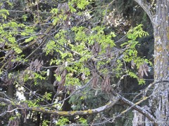 Robinia pseudoacacia