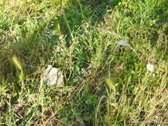 Hordeum murinum leporinum
