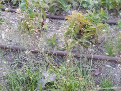 Capsella bursa-pastoris