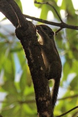Tamiops maritimus hainanus