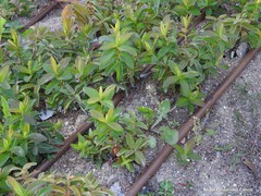 Hypericum calycinum