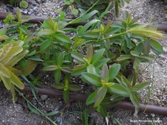 Hypericum calycinum